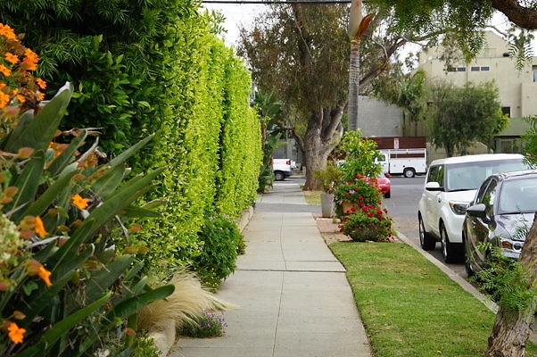 Dimmick.Ave.No.Rose.34