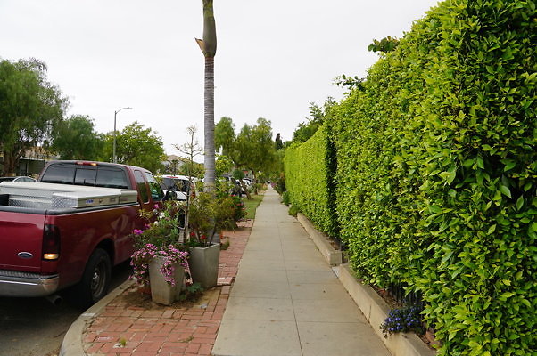 Dimmick.Ave.No.Rose.15