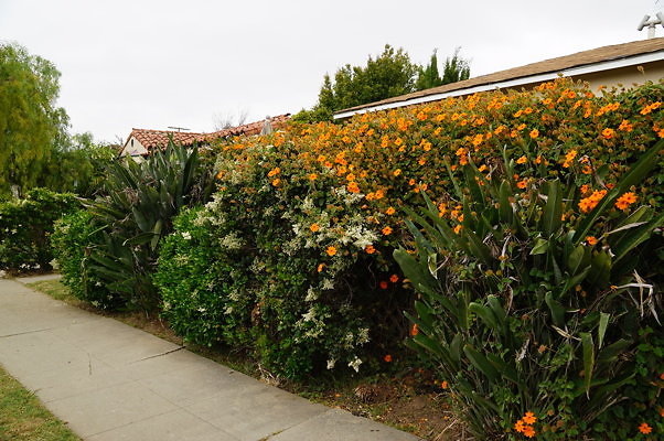 Dimmick.Ave.No.Rose.27