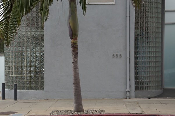 6th.Ave,N.Rose.28