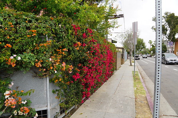 6th.Ave,N.Rose.33