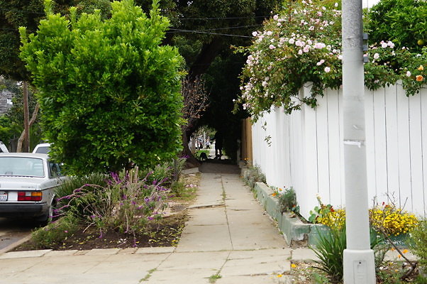 Rennie.Ave.So.Rose.184