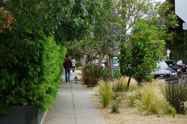 Rennie.Ave.So.Rose.181