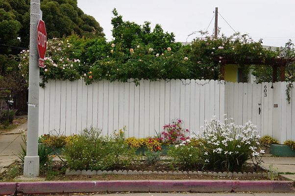 Rennie.Ave.So.Rose.187