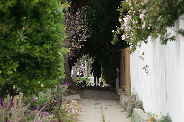 Rennie.Ave.So.Rose.185