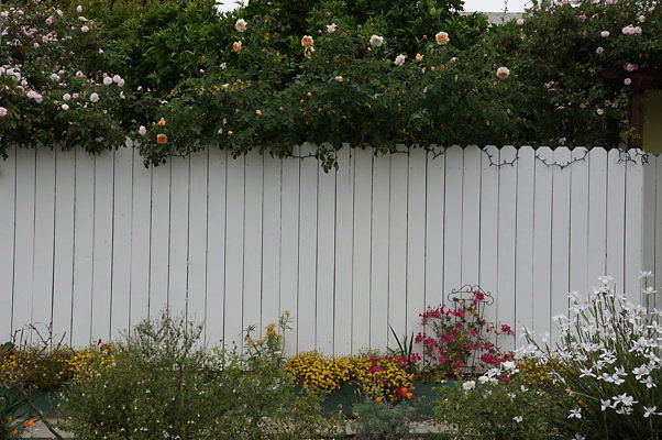 Rennie.Ave.So.Rose.188