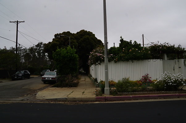 Rennie.Ave.So.Rose.183