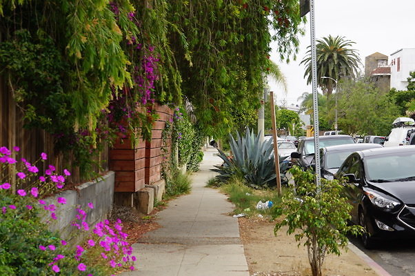 Rennie.Ave.So.Rose.13