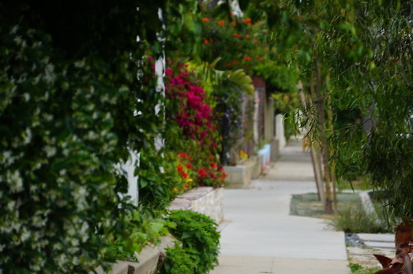 Rennie.Ave.So.Rose.19