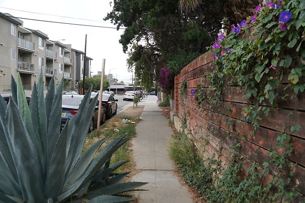 Rennie.Ave.So.Rose.20
