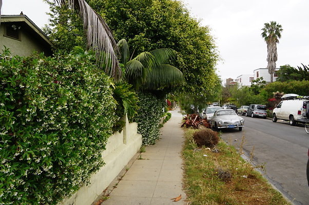 Rennie.Ave.So.Rose.17