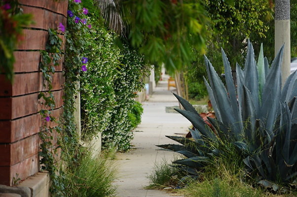 Rennie.Ave.So.Rose.15