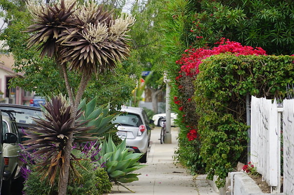 Rennie.Ave.So.Rose.43