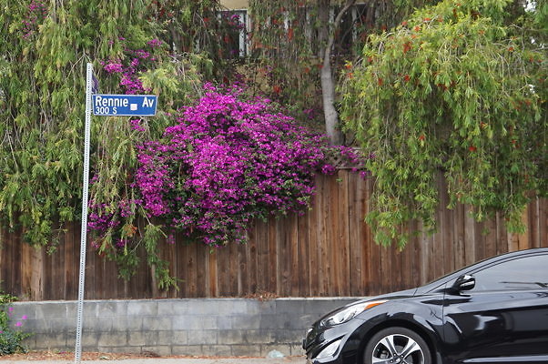 Rennie.Ave.So.Rose.44