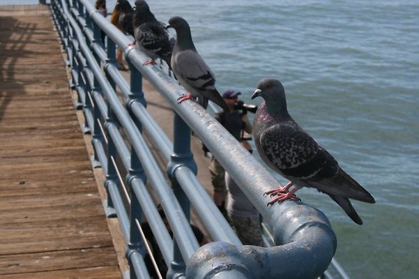 Santa.Monica.Pier.Area.131