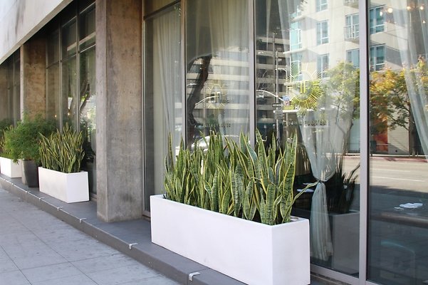 Faith.Flower.Rest.DTLA.38