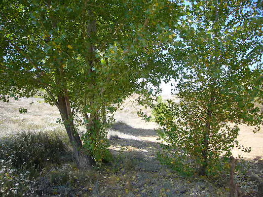 P1100225-1411589284-O