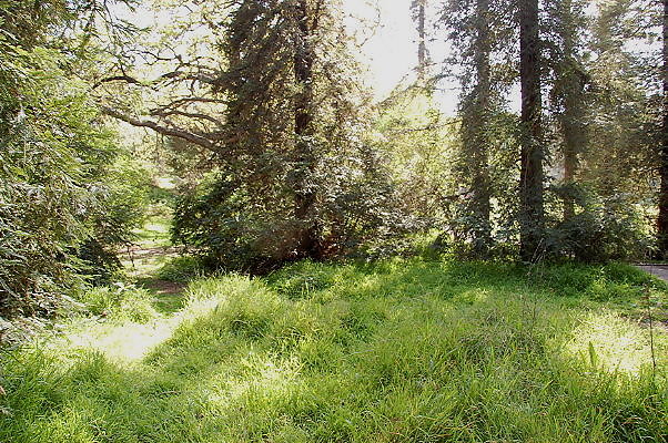 DSC 0010