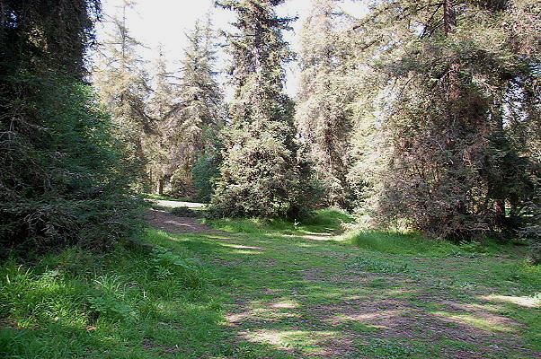 Griffith Park Redwood Forest.Harding GC