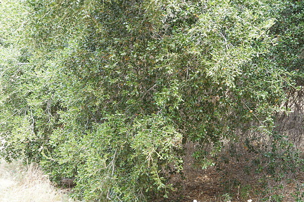 DSC01473