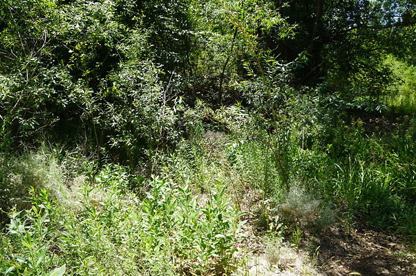 Polsa.Creek.North.Crossing