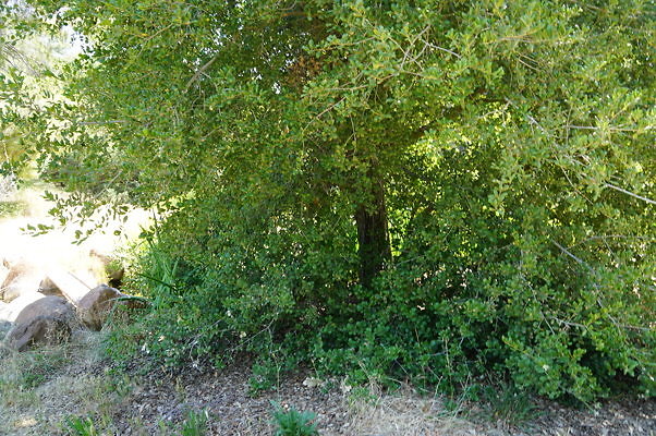 GO.Old.Pond.FBridge03