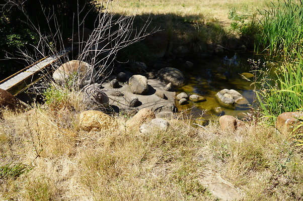 GO.Old.Pond.FBridge14