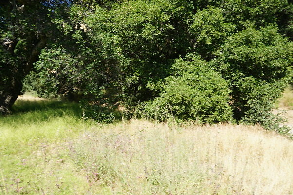 GO.Heil.Cyn.Ravine.01 GO.Heil.Cyn.Ravine.01