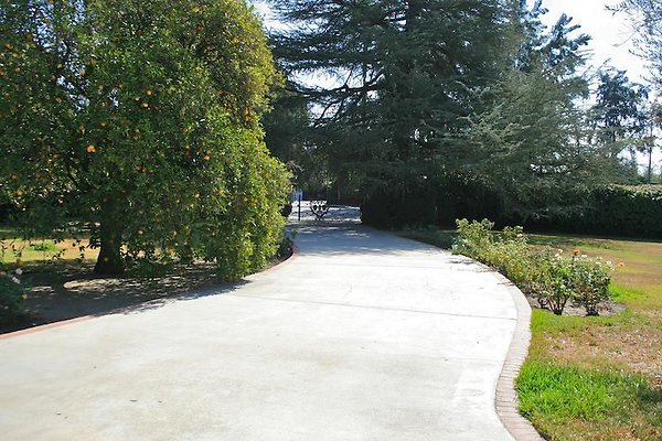 Parthenia Northridge  11