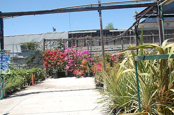 DSC 0393
