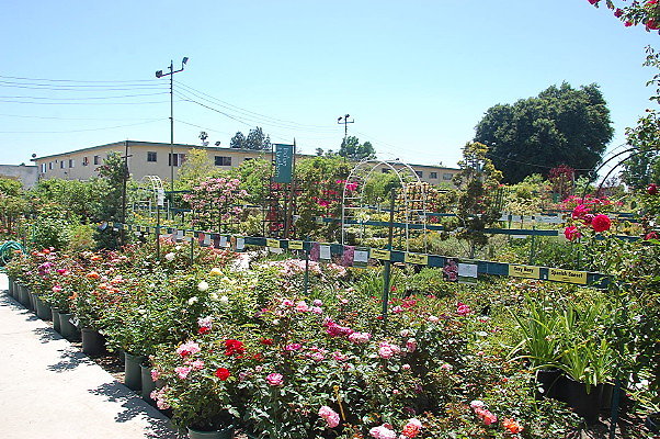 DSC 0433