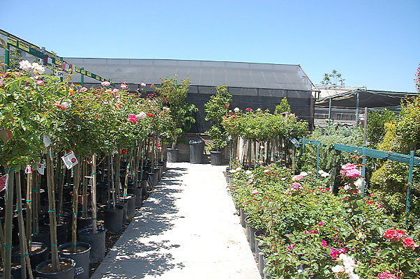 DSC 0434