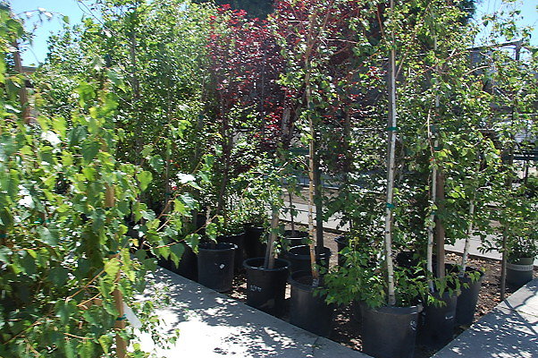 DSC 0455