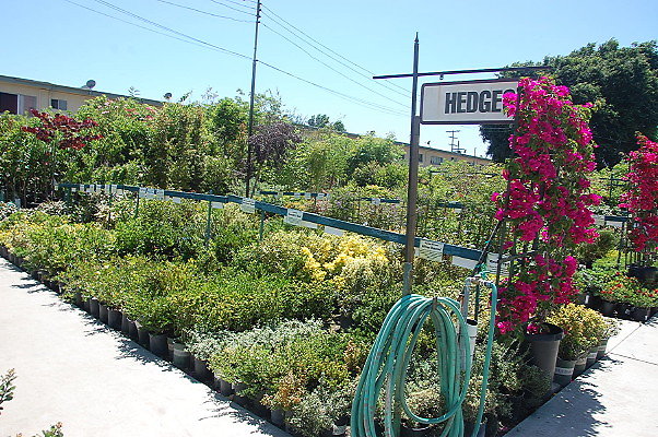 DSC 0447