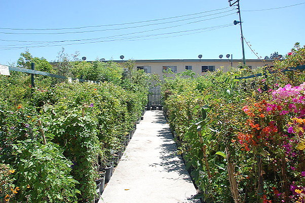 DSC 0453