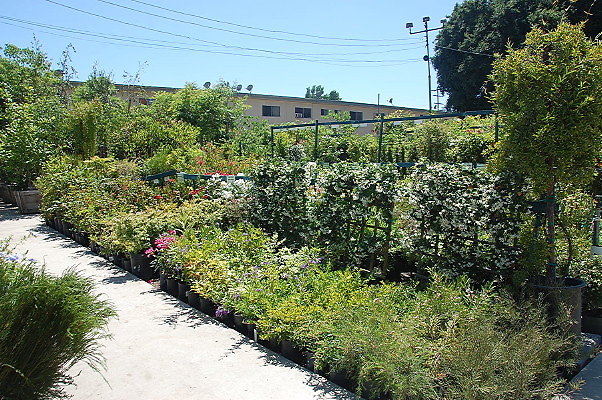 DSC 0451