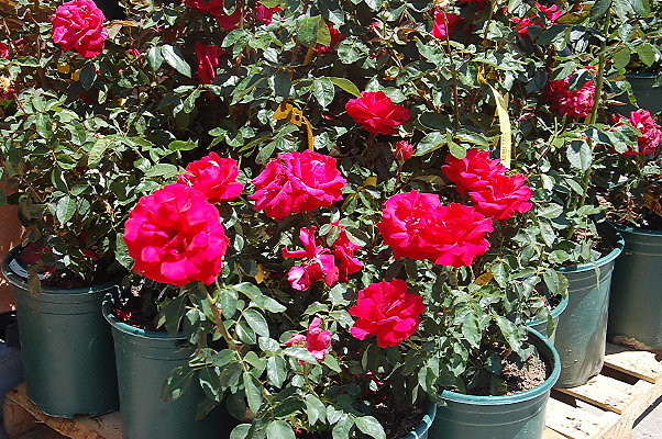 DSC 0480