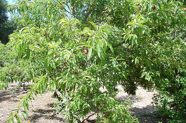 DSC 0040