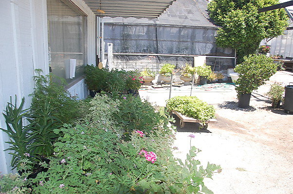 DSC 0232