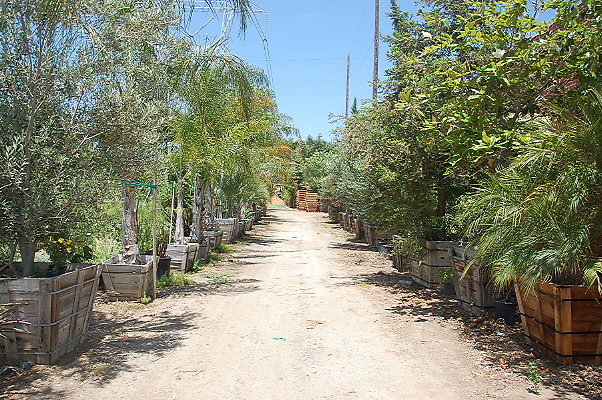 DSC 0311