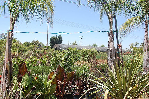 DSC 0301