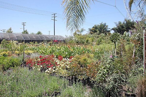 DSC 0306