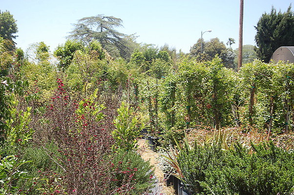DSC 0302