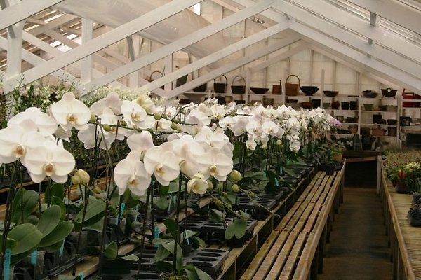 Greenhouse.4630.Malibu Locations.Zuma Orchids32