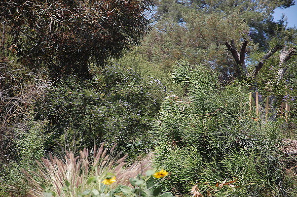 DSC 0437