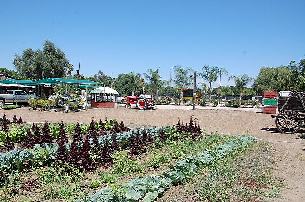 DSC 0516