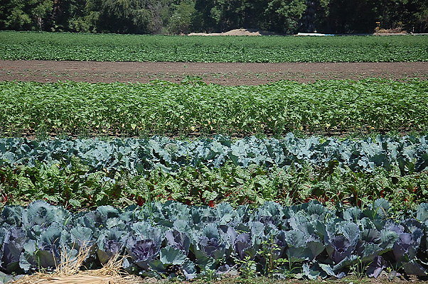 DSC 0541