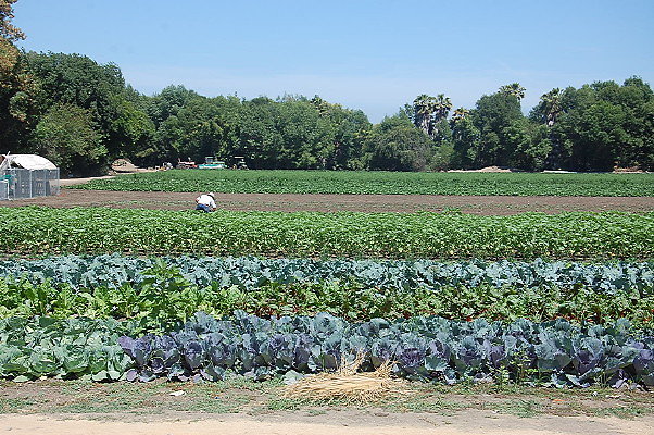 DSC 0536