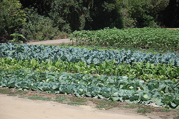 DSC 0538