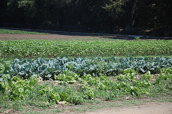 DSC 0543